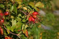 Sell dried rosehips (Rosa canina)