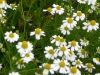 chamomile flower