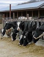 sell cattle feed, sheep feed, fodder, goat feed