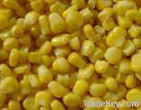 IQF frozen sweet  corn