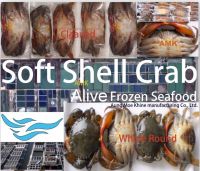 soft shell crab(ALIVE frozen seafood)