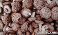Sell dried mushroom