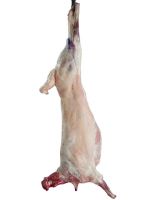 Sell Frozen Lamb Carcasses