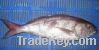 Sell Frozen Snapper Red/White