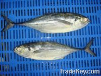 Sell Frozen Horse-Mackerel