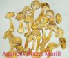 Dried Agaricus Blazei Murill Mushroom