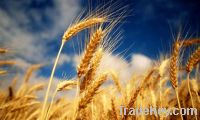 Sell WHEAT from UKRAINE
