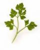 Parsley Plant