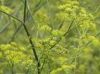 Fennel Plants