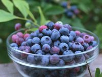 Sell Bilberry Extract