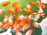 Goldfish, Ranchus