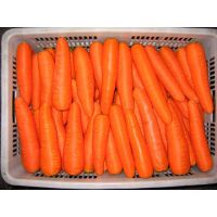 Export Carrot