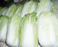 Sell Cabbage