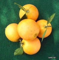 Sell citrus fruit