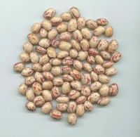 Sell Light speckled kidney beans Round Shape