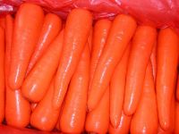 Sell fresh carrot crop 2008