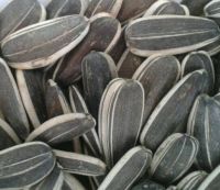 Chinses sunflower seeds 5009