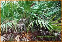 Sell Saw Palmetto Extract