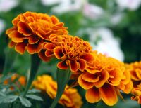 [GMP manufacturer] Sell Marigold Extract /lutein