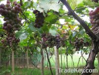 Sell Grape Seed Extract