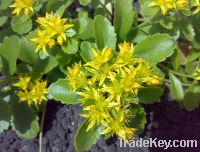 Sell Rhodiola Rosea Extract