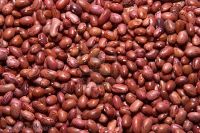 Sell haricot beans