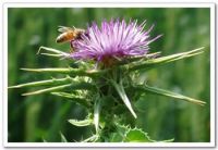 Sell milk thistle extract(extracted with ethanol)