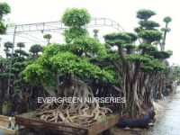 ficus big bonsai