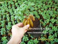 Sell ficus ginseng