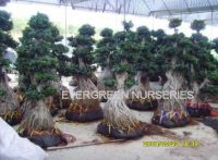 Sell ficus bonsai tree