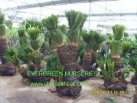 Sell cycas revoluta-cycas palm