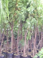 Sell for Neem Trees for Exports