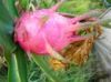 Sell dragon fruit extract