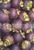 Sell mangosteen extract