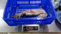 SELL BABY GIANT SQUID WHOLE ROUND