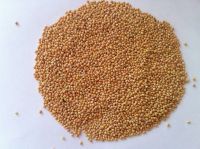 yellow millet