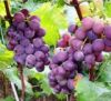 Sell Grape Seed Extract