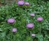 Sell Milk Thistle Extract