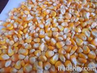  Maize | Maize Exporter | Corn Grain Seller | Maize Buyer | Bulk Maize Grain Importer | Corn bean Buyer | Corn bean Wholesaler | Corn Grain Manufacturer | Best Quality Corn Grain | Cheap Maize Supplier | Low Price Corn | Yellow Corn | White Cron | Baby Ma