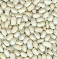 Sell WHITE KIDNEY BEANS