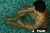 Sell Body Spa Massager-Garra Rufa Fish