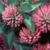 Sell Red Clover Extract