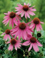 Sell Echinacea Purpurea Extract