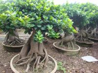 Sell ficus microcarpa bonsai tree