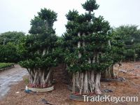 Sell ficus microcarpa like forest
