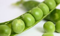 Canned Green Peas