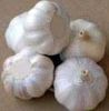 offer chinese garlic