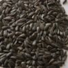 Oil sunflower seeds