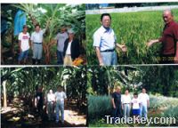 Sell biological manure/bio organic fertilizer/soil improvement