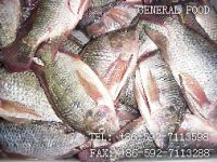 Sell Chinese Tilapia And Mackerel